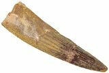 Fossil Spinosaurus Tooth - Real Dinosaur Tooth #312998-1